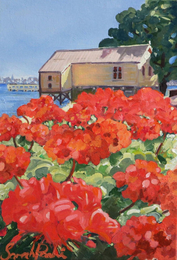 Geraniums Devonport Waterfront